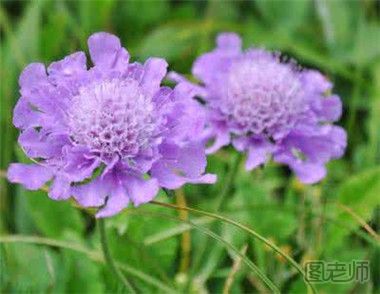 如何栽种大花蓝盆花