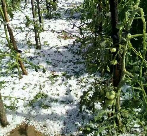 陕西榆林遭冰雹 怎么减少冰雹天气带来的损失