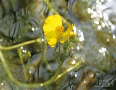 黄花狸藻怎么种植