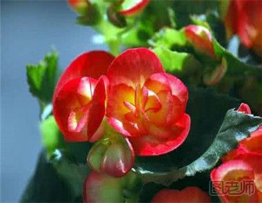 种植玻璃海棠花时要注意什么