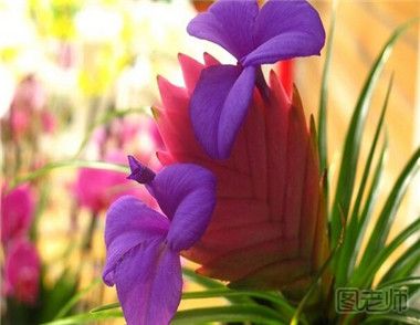怎么繁殖紫花凤梨
