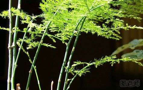 竹子花有什么意义 竹子花的花语是什么
