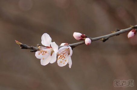 杏花花语是什么