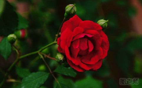 红蔷薇花语 红蔷薇的花语是什么