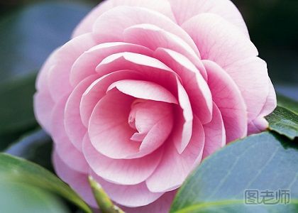 粉蔷薇的花语是什么 粉蔷薇花语