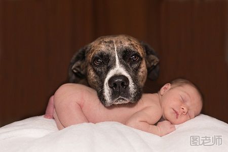 宠物对宝宝的影响有哪些 家里怎么养宠物