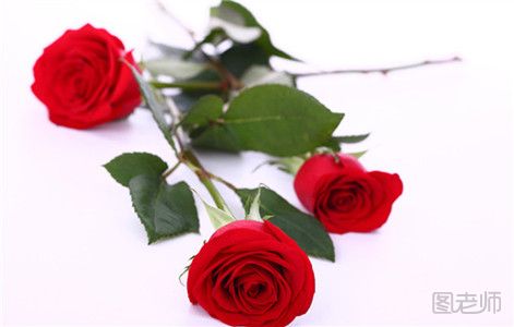 玫瑰花朵数代表着什么含义？ 最浪漫是多少朵？