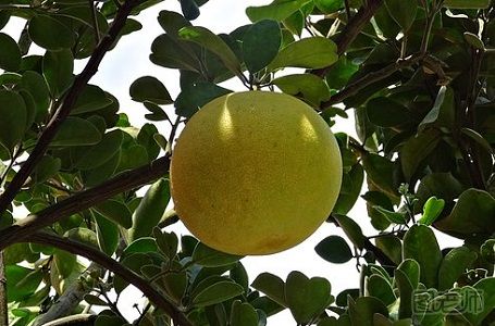 柚子皮能吸甲醛吗 去除甲醛的正确方法是什么