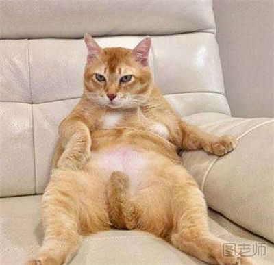 40斤橘猫减肥3年甩肉22斤 怎样给猫咪减肥