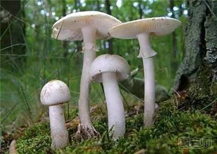 怎样辨别毒蘑菇？   好看的蘑菇都有毒吗
