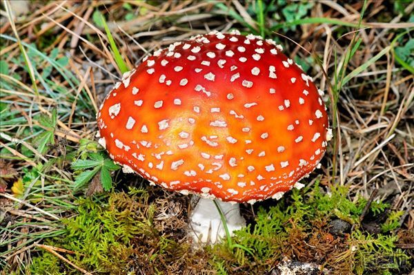毒蘑菇为什么有毒   常见的毒蘑菇有哪些