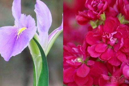 紫罗兰的花语是什么 不同颜色意义不同