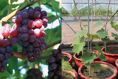 盆栽葡萄养护技术分享