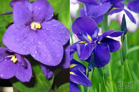 紫罗兰的花语是什么 不同颜色意义不同