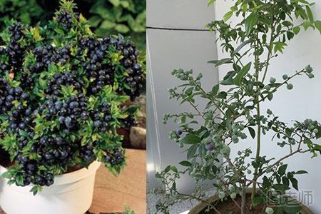 盆栽蓝莓应该怎么种