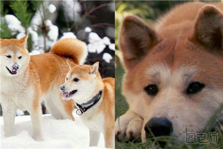 怎么区分柴犬和秋田犬
