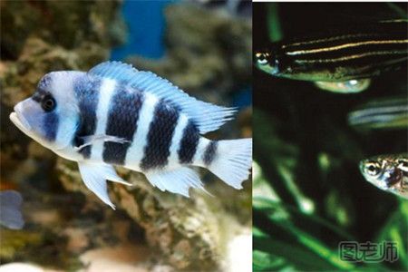 丰富的热带鱼品种 五彩斑斓的小动物