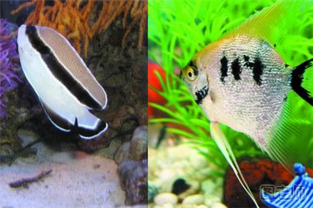 丰富的热带鱼品种 五彩斑斓的小动物