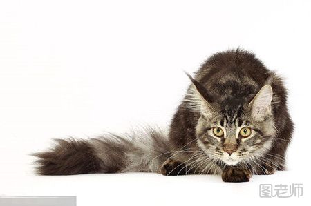 缅因猫和挪威森林猫有什么不同
