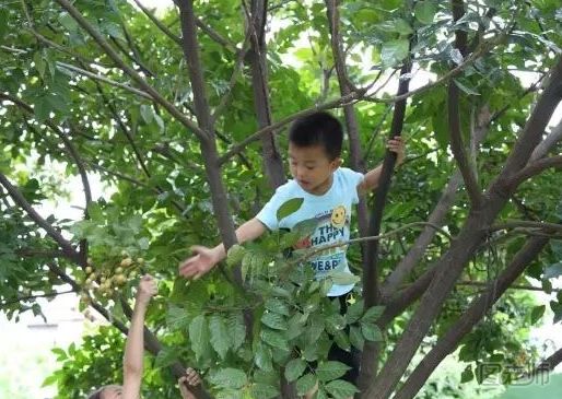 孩子爬树会激发潜能吗？