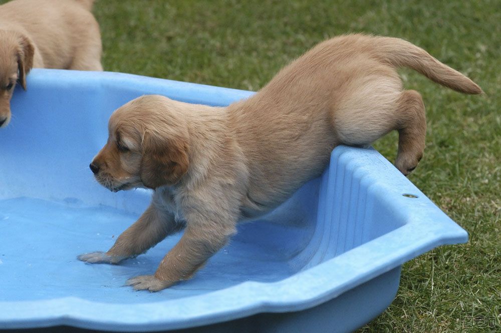 小狗狗初次洗澡是什么时候