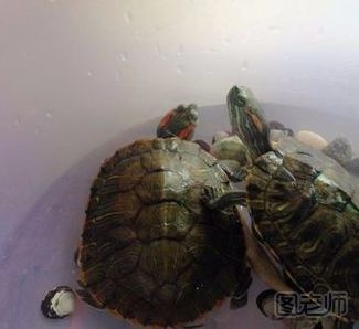 巴西龟怎样饲养   怎样养巴西龟