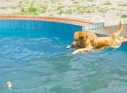 狗狗溺水急救方法