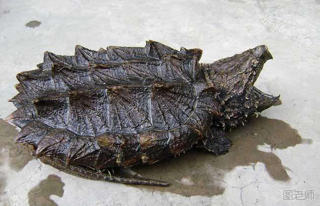 鳄龟可以吃面包虫吗？