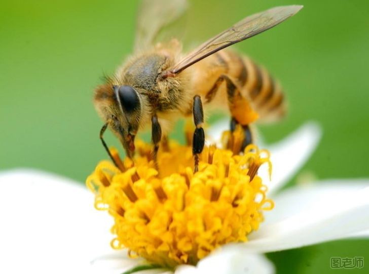 蜜蜂是怎么分工的？
