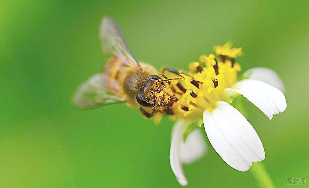  蜜蜂对于人类的贡献是什么？