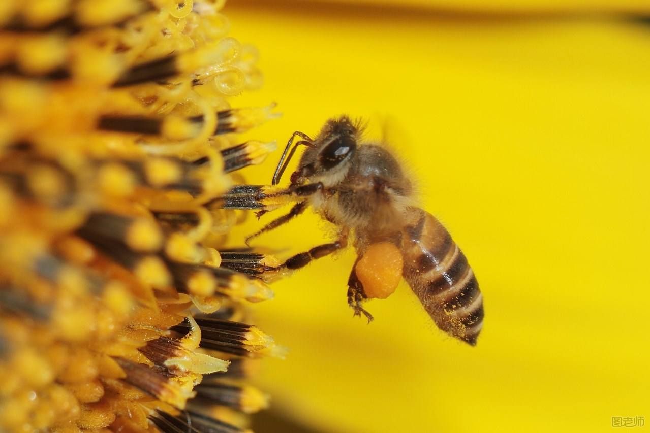 蜜蜂是怎么分工的？