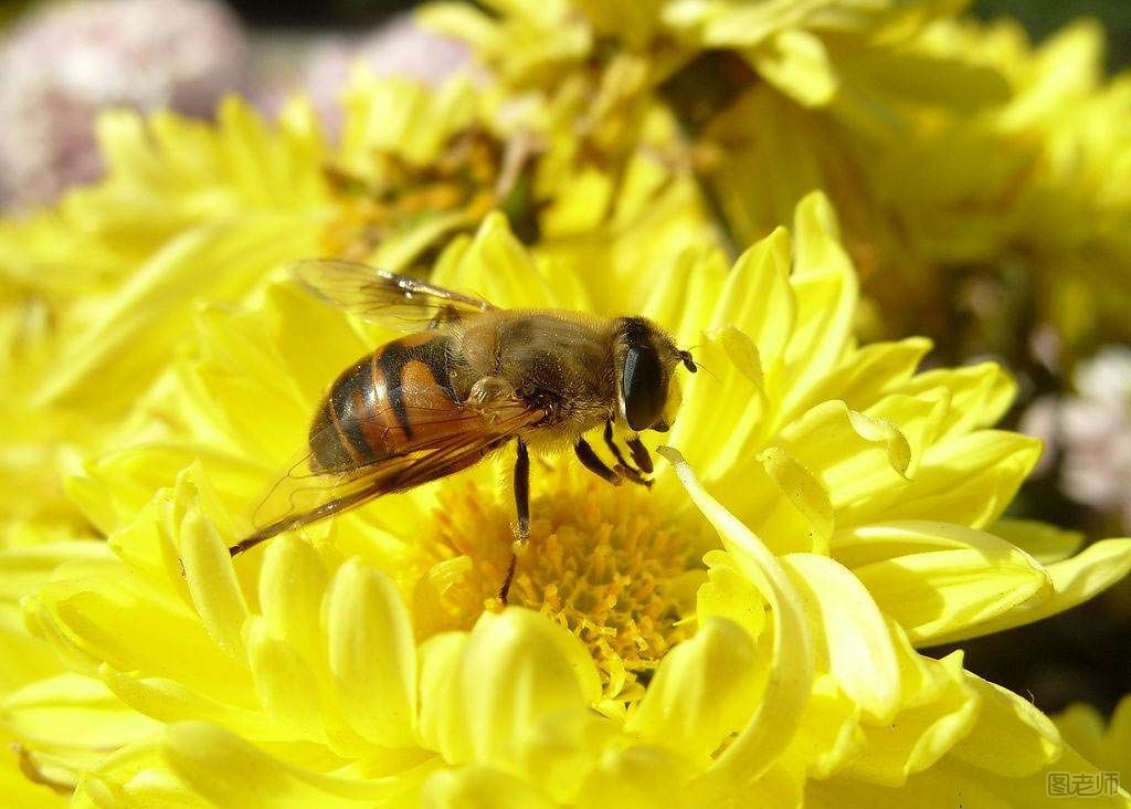 蜜蜂是群居动物吗？