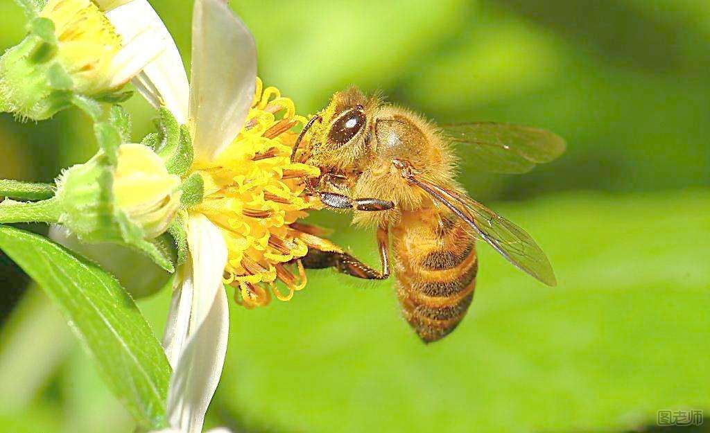  蜜蜂对于人类的贡献是什么？