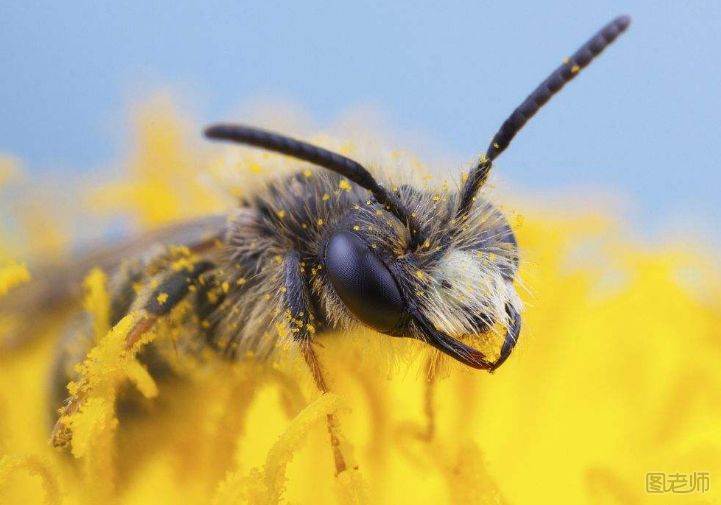 蜜蜂是群居动物吗？