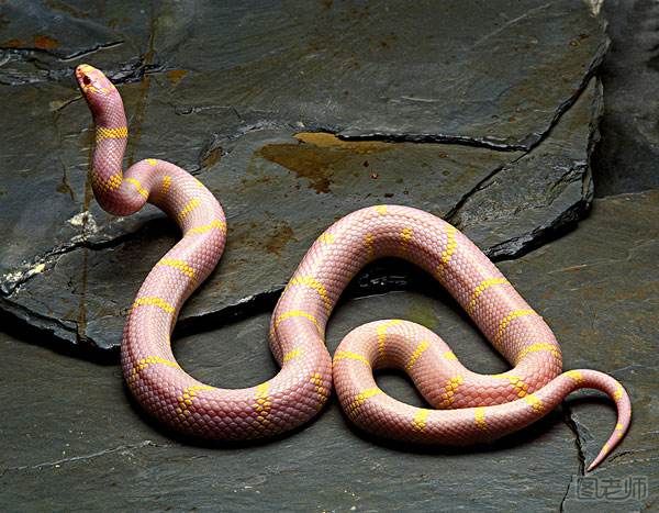 蛇是胎生还是卵生动物？