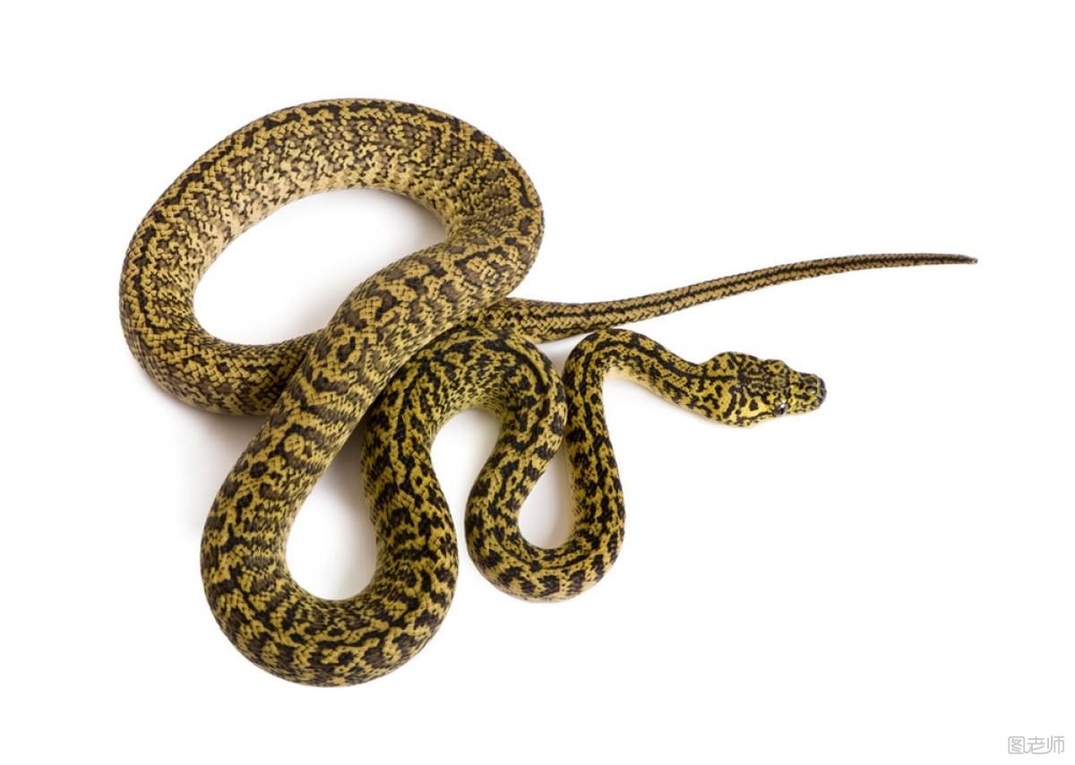 蛇是胎生还是卵生动物？