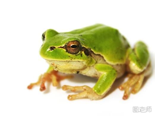 青蛙是怎么繁殖的？