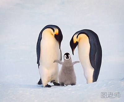 企鹅是怎么繁殖的？