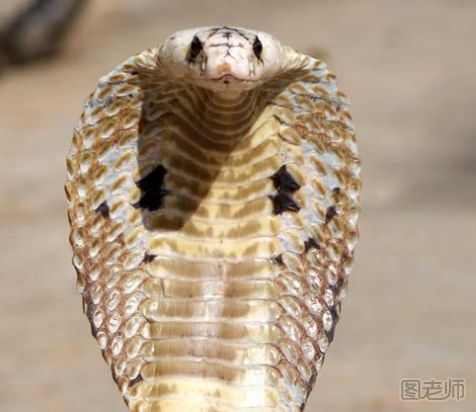 眼镜蛇和眼镜王蛇有什么区别？
