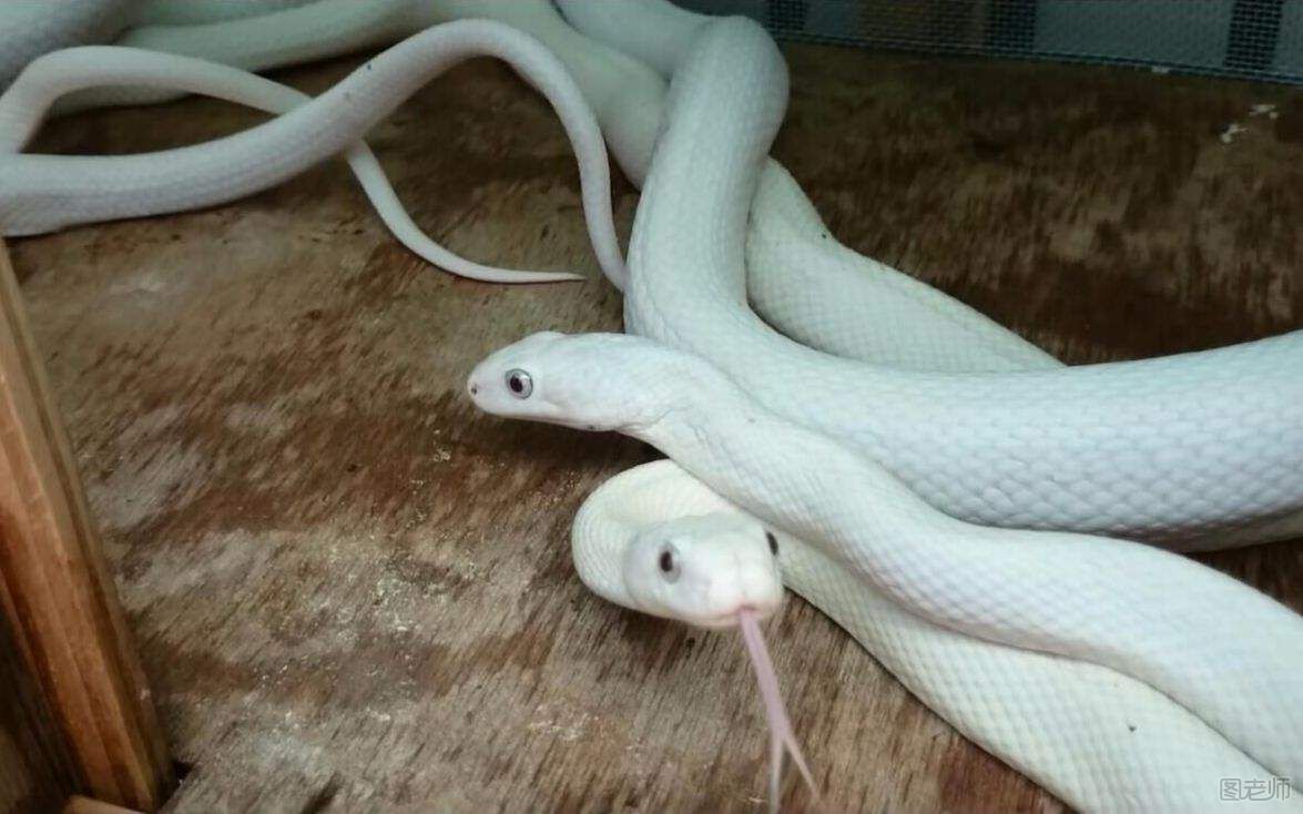 蟒蛇是怎么繁殖的？