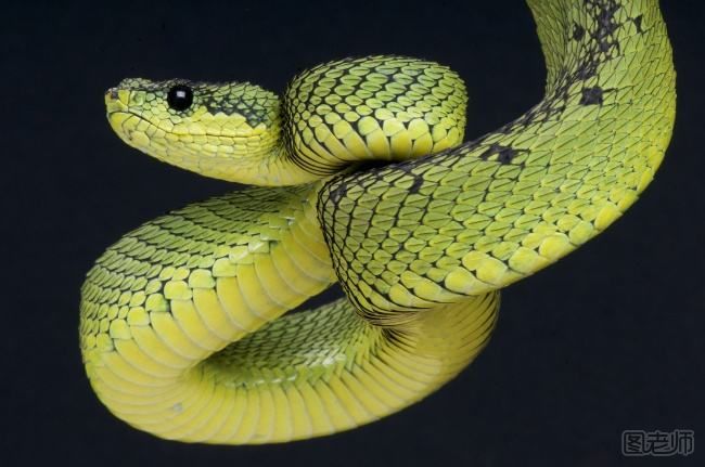 蟒蛇是怎么繁殖的？