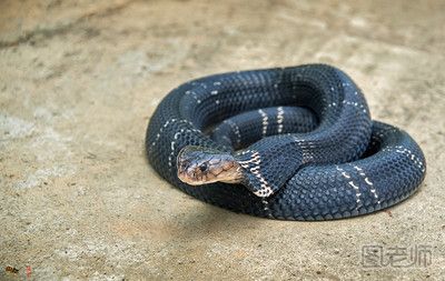 眼镜蛇怀孕期间进食吗？