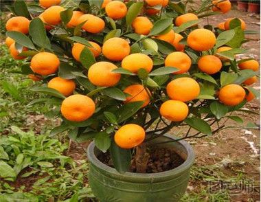 盆栽金橘能吃吗