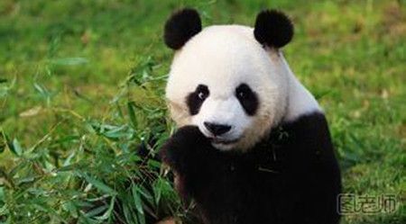 熊猫的简笔画教程