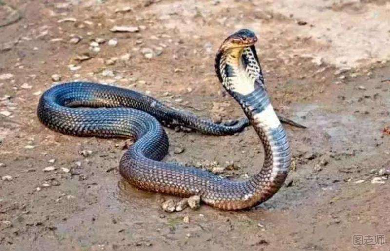 眼镜王蛇vs蟒蛇谁更胜一筹？