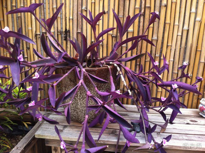 紫鸭跖草的繁殖方法有哪些？