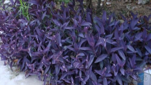 紫鸭跖草的繁殖方法有哪些？