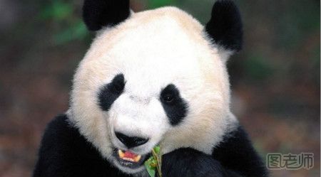 超简单大熊猫简笔画