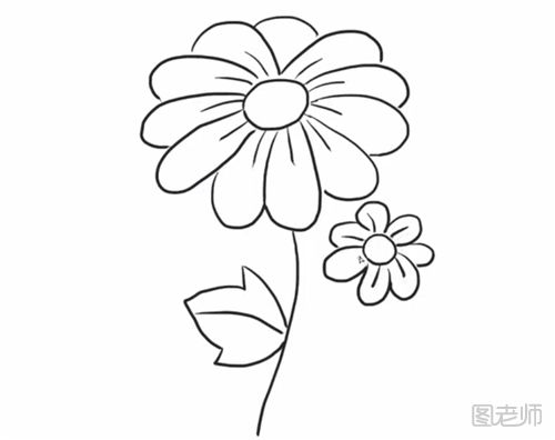 野菊花的简笔画教程  怎么画一朵野菊花