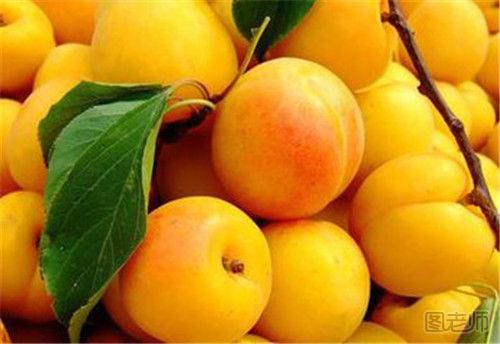 杏子和黄桃是一种水果吗
